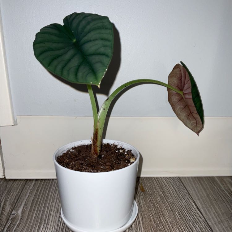 Potted Alocasia nebula 'Imperialis' with dark green, heart-shaped leaves.
