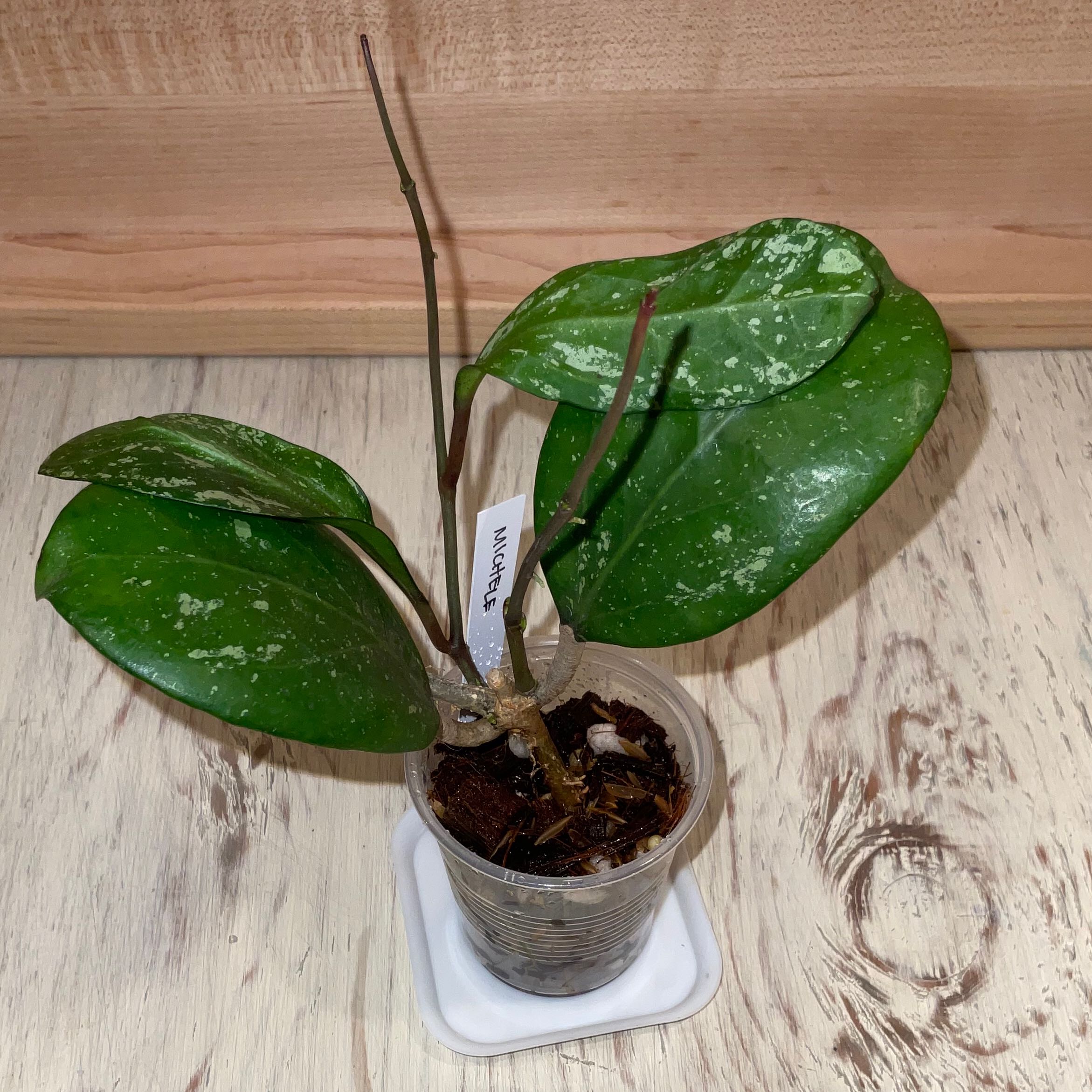 Photo of the plant species Hoya 'Michele' by @Iamsunrize named Michele on Greg, the plant care app