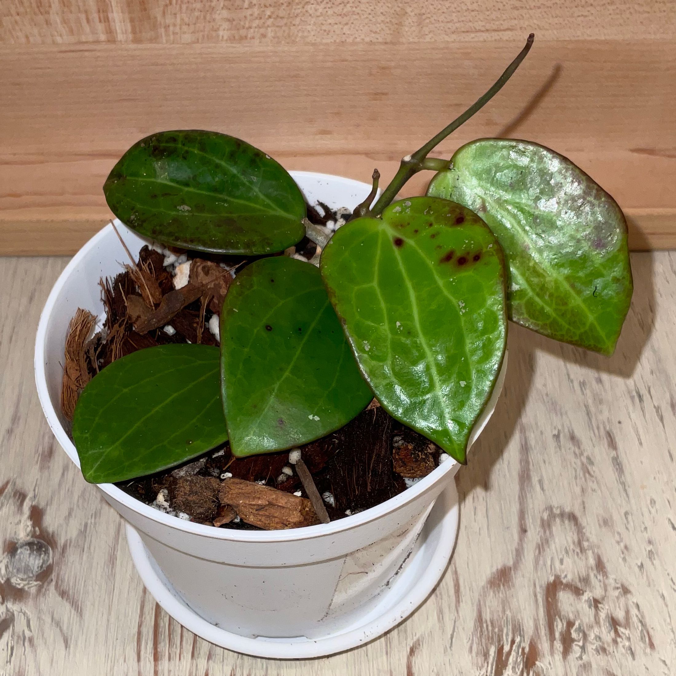 Photo of the plant species Hoya aldrichii by @Iamsunrize named Aldrichii on Greg, the plant care app