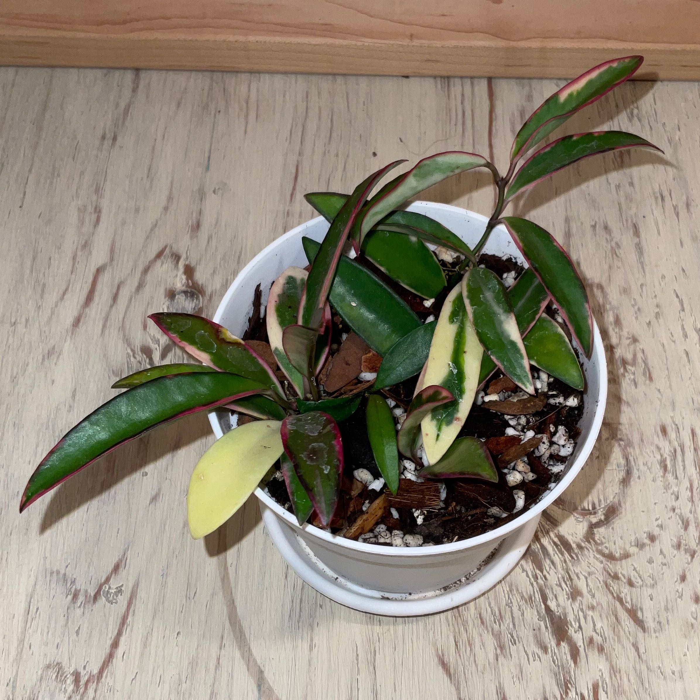 Photo of the plant species Hoya Lori Lyn by @Iamsunrize named Lori lyn on Greg, the plant care app