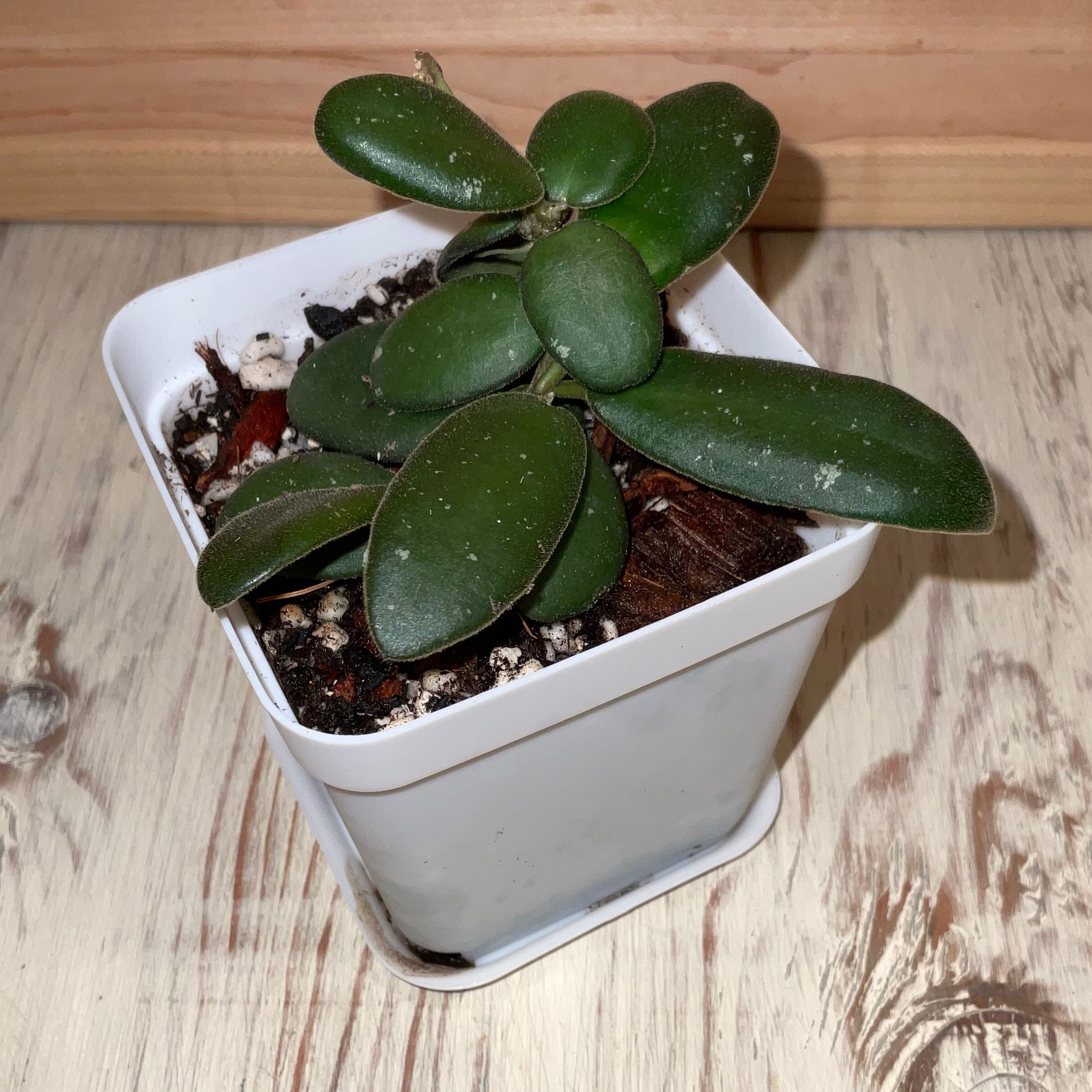 Photo of the plant species Hoya GPS 7240 by @Iamsunrize named GPS 7240 on Greg, the plant care app