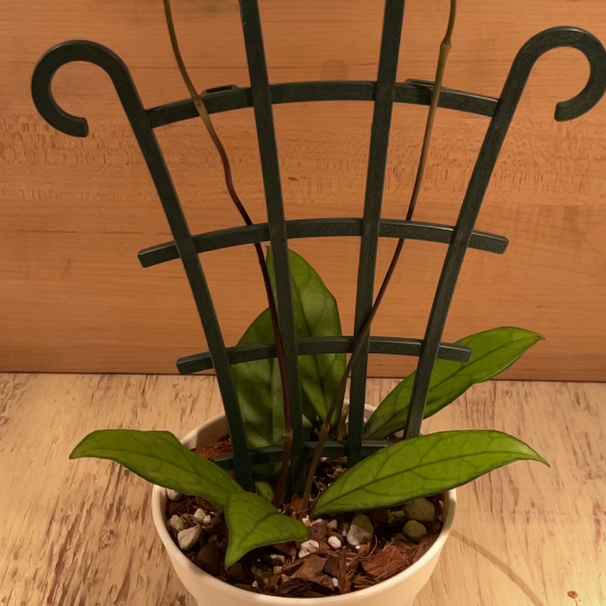 Potted Hoya crassipetiolata plant with green leaves and a trellis for support.