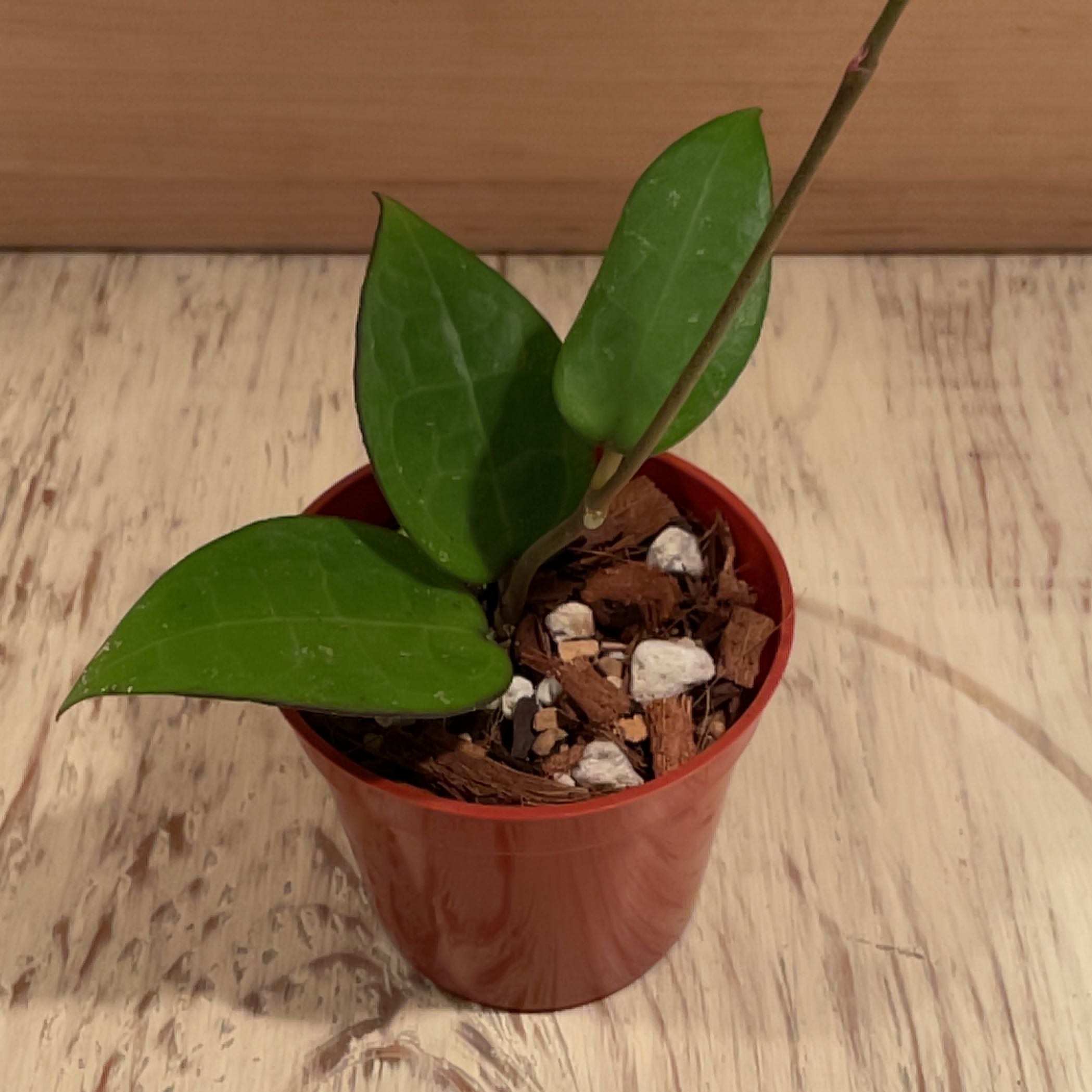 Hoya parasitica 'Black Margin' plant in a red pot with visible soil and three green leaves.