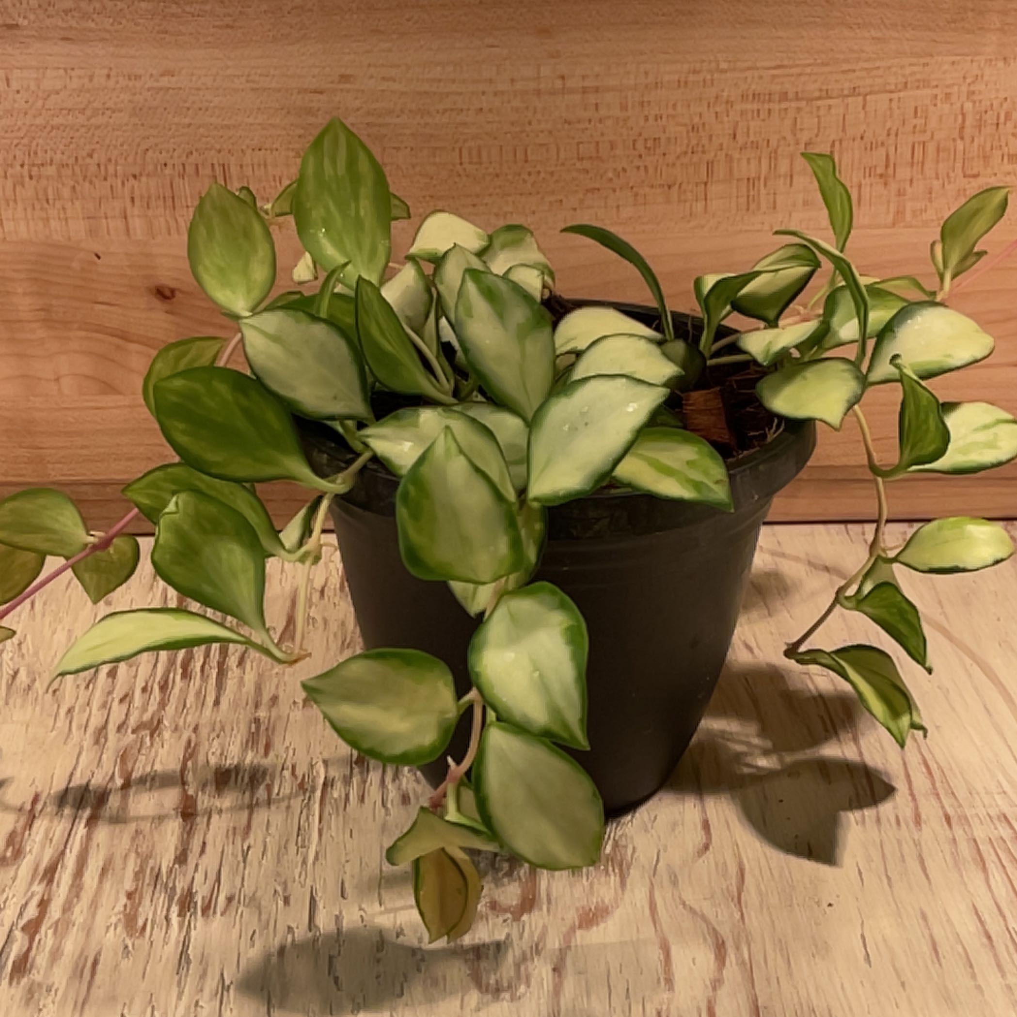 Potted Hoya heuschkeliana variegata with variegated leaves, healthy appearance.
