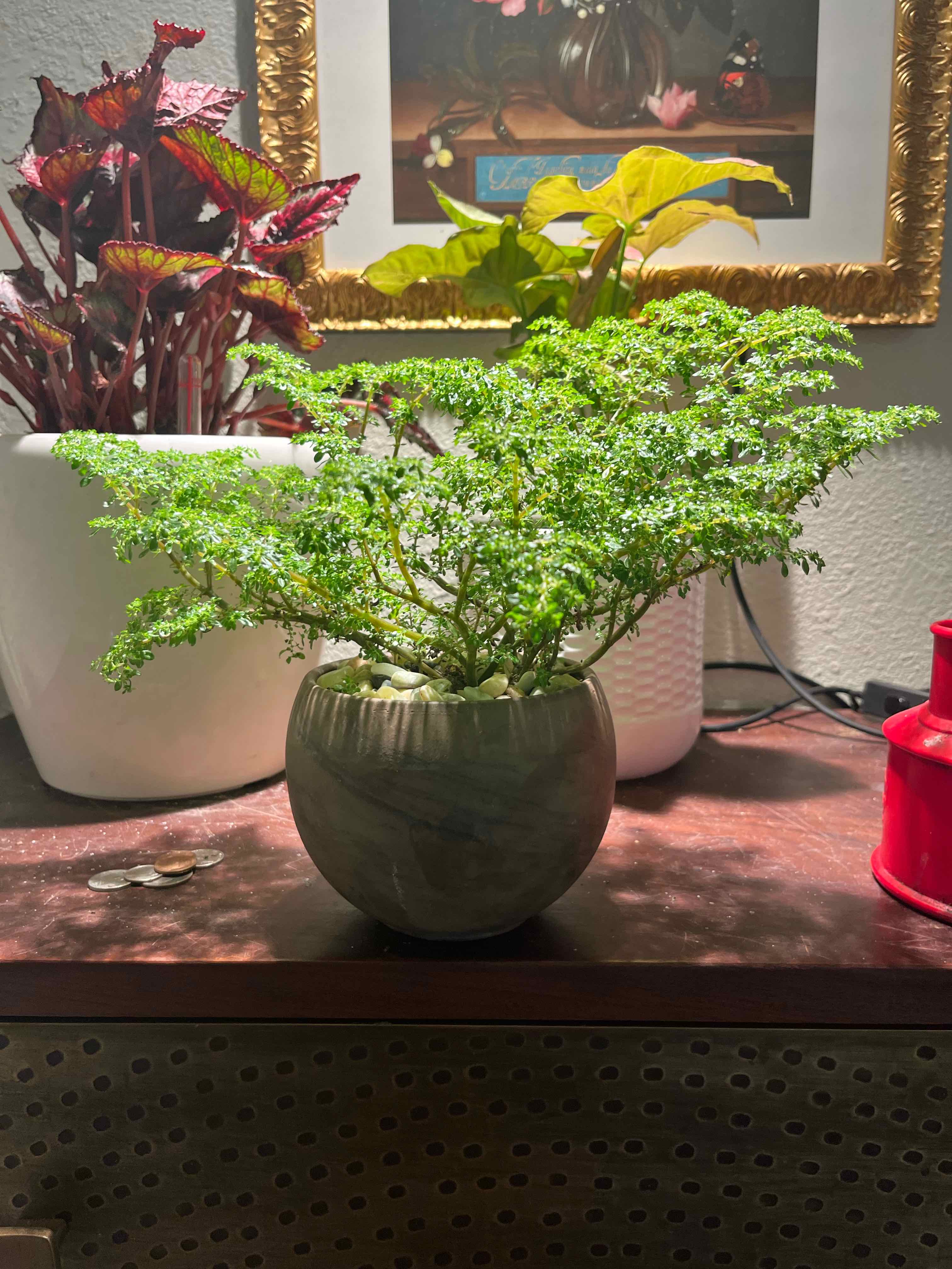 Plant care for False Nettle on Greg, the plant care app