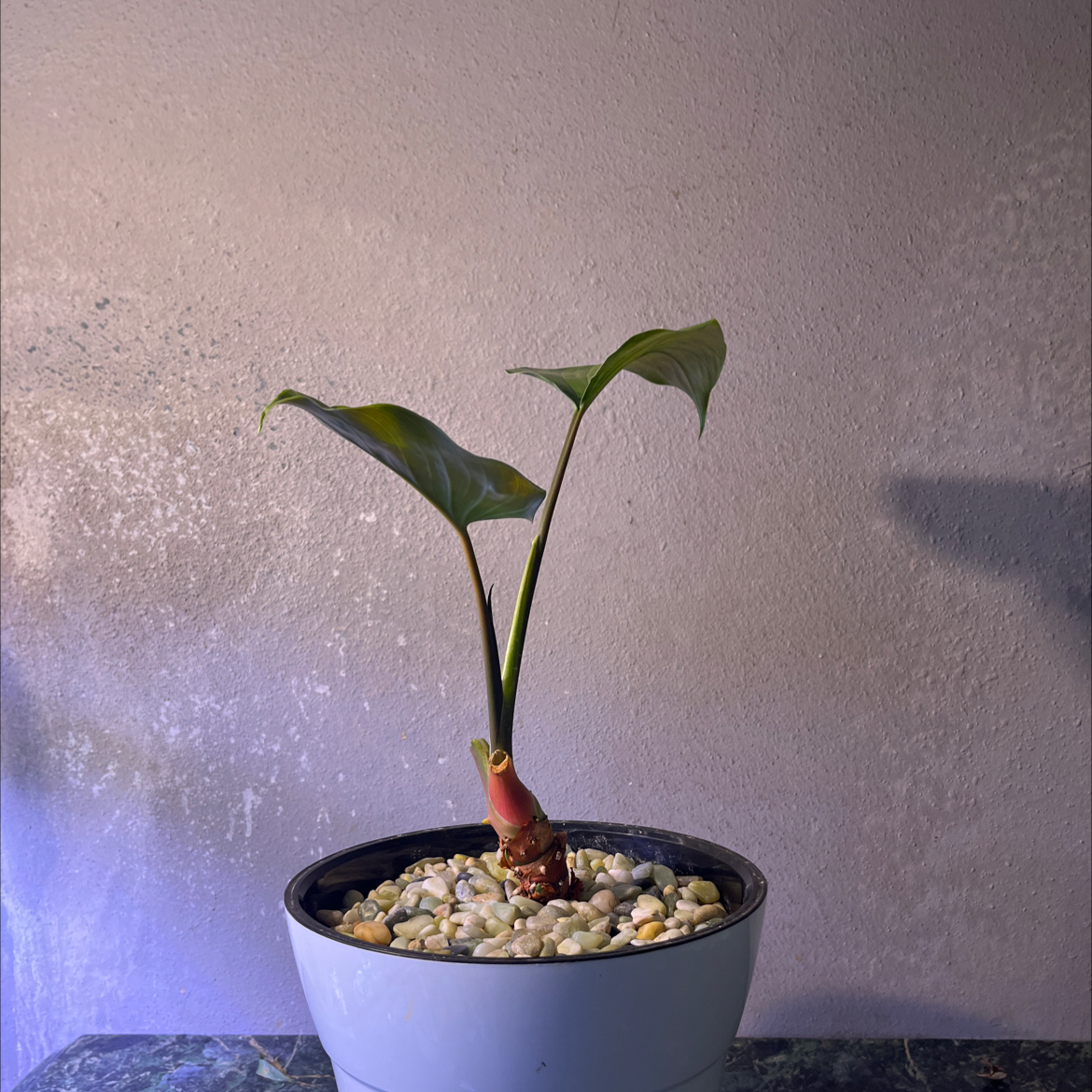 Potted Homalomena 'Emerald Gem' plant with two green leaves in an indoor setting.