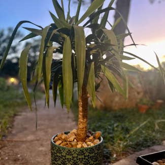 Spineless yucca plant in Somewhere on Earth