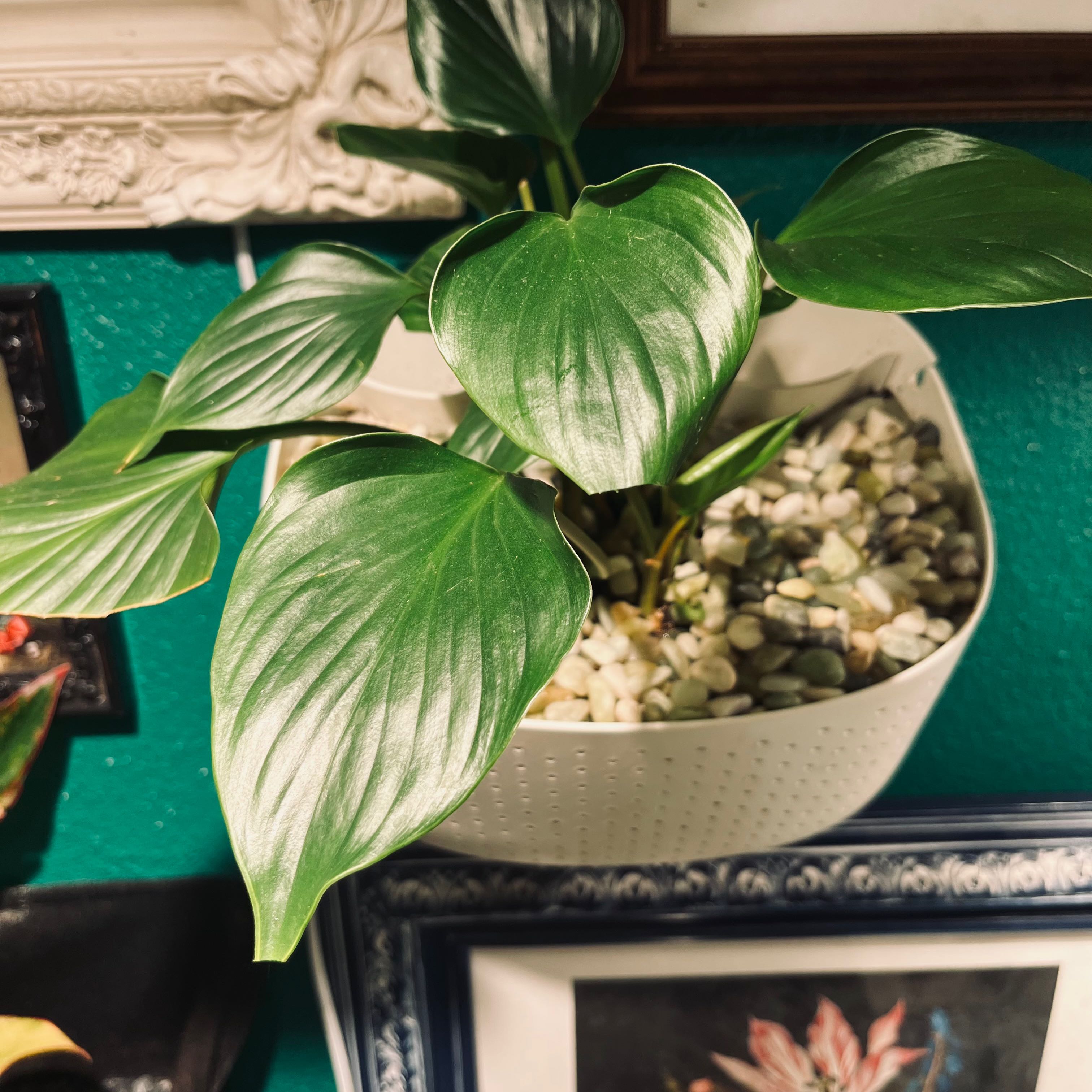 Homalomena 'Emerald Gem' plant in a white pot with decorative stones, vibrant green leaves.