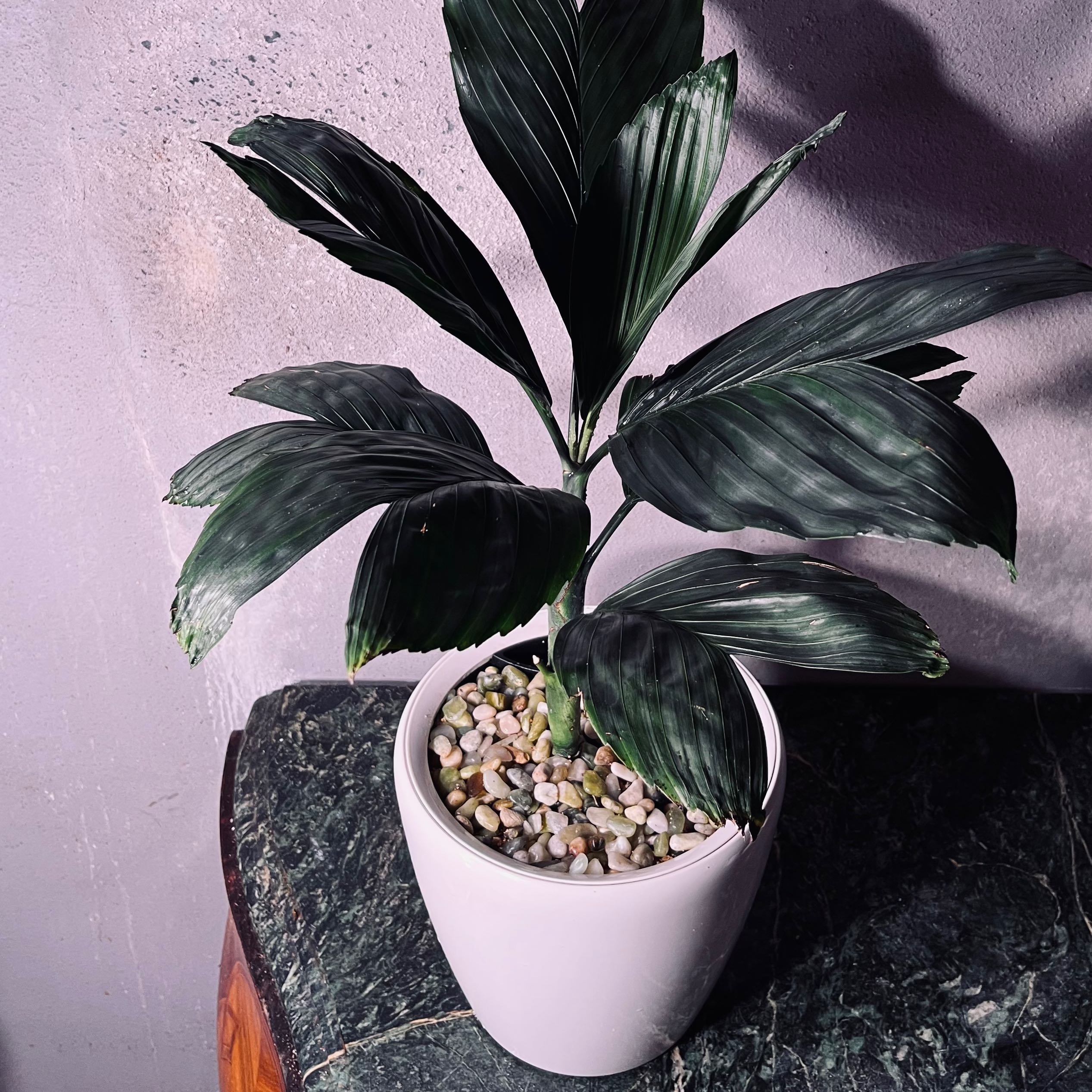 Photo of the plant species Metal Palm Tree by @TexanExpat named Metallic Palm on Greg, the plant care app