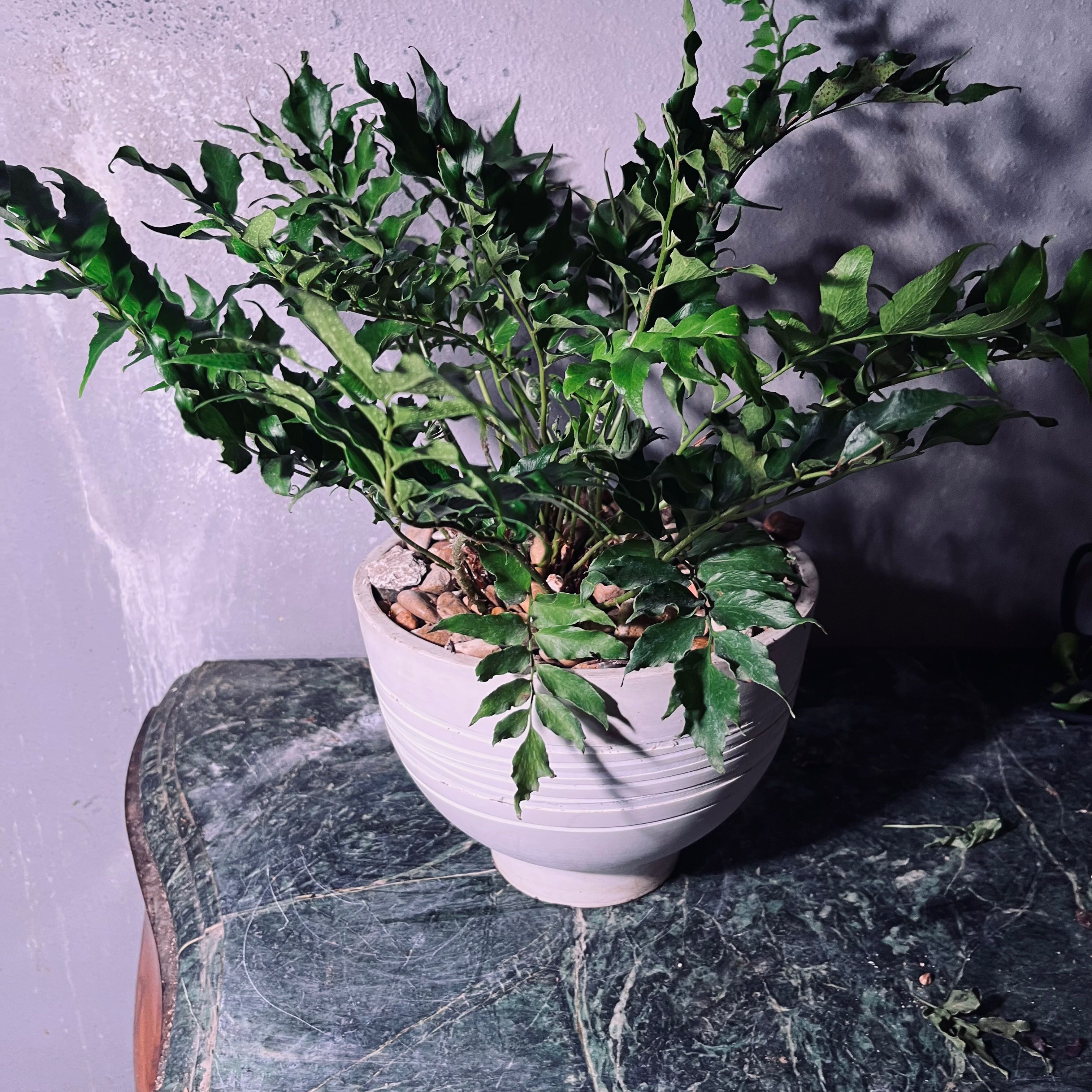Photo of the plant species Japanese Holly Fern by @TexanExpat named Japanese Holly Fern on Greg, the plant care app