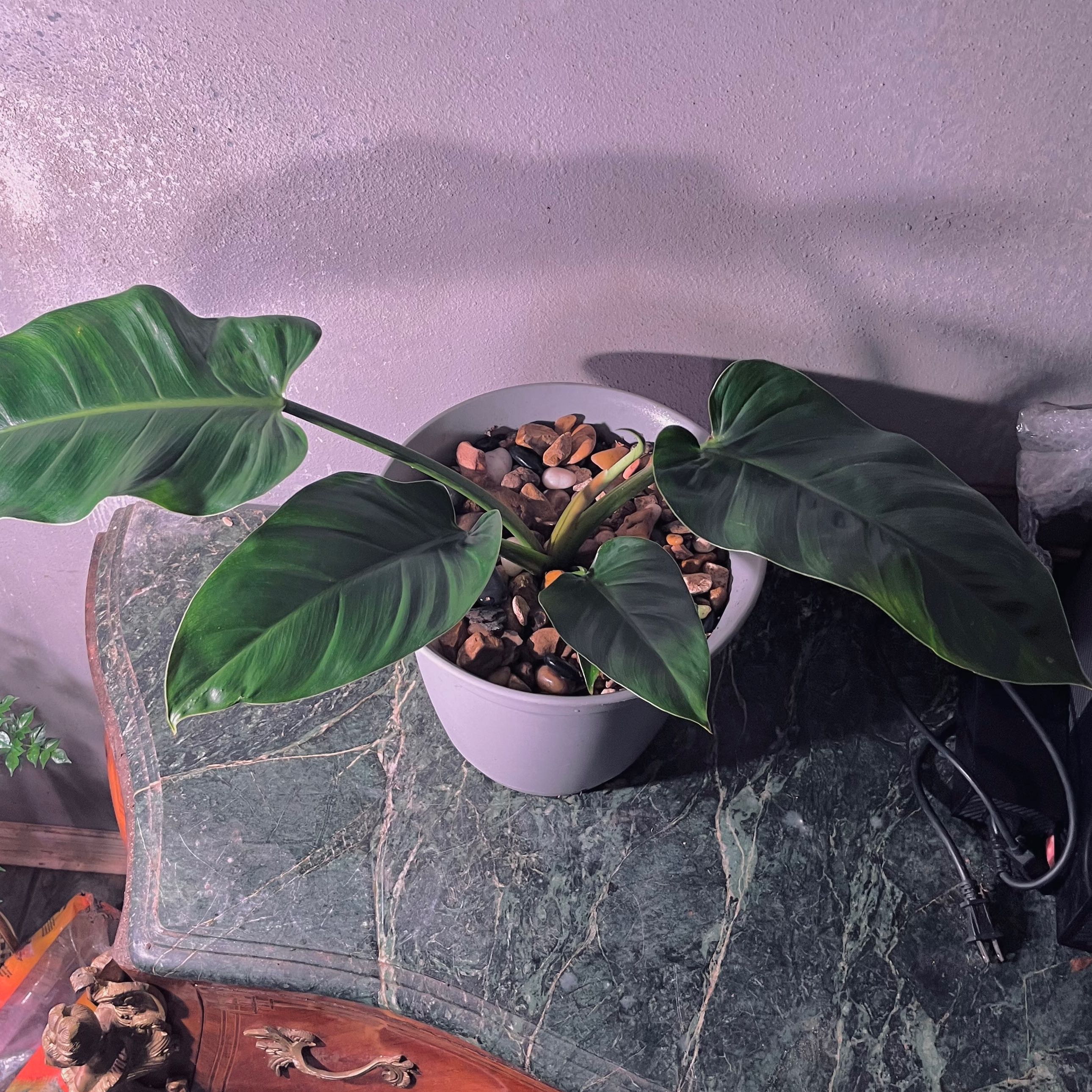 Philodendron 'Imperial Green' plant in a pot with pebbles on the soil surface.