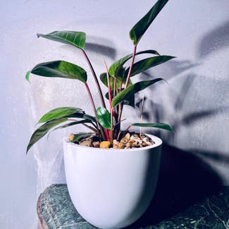 Philodendron 'Red Congo' plant in Somewhere on Earth
