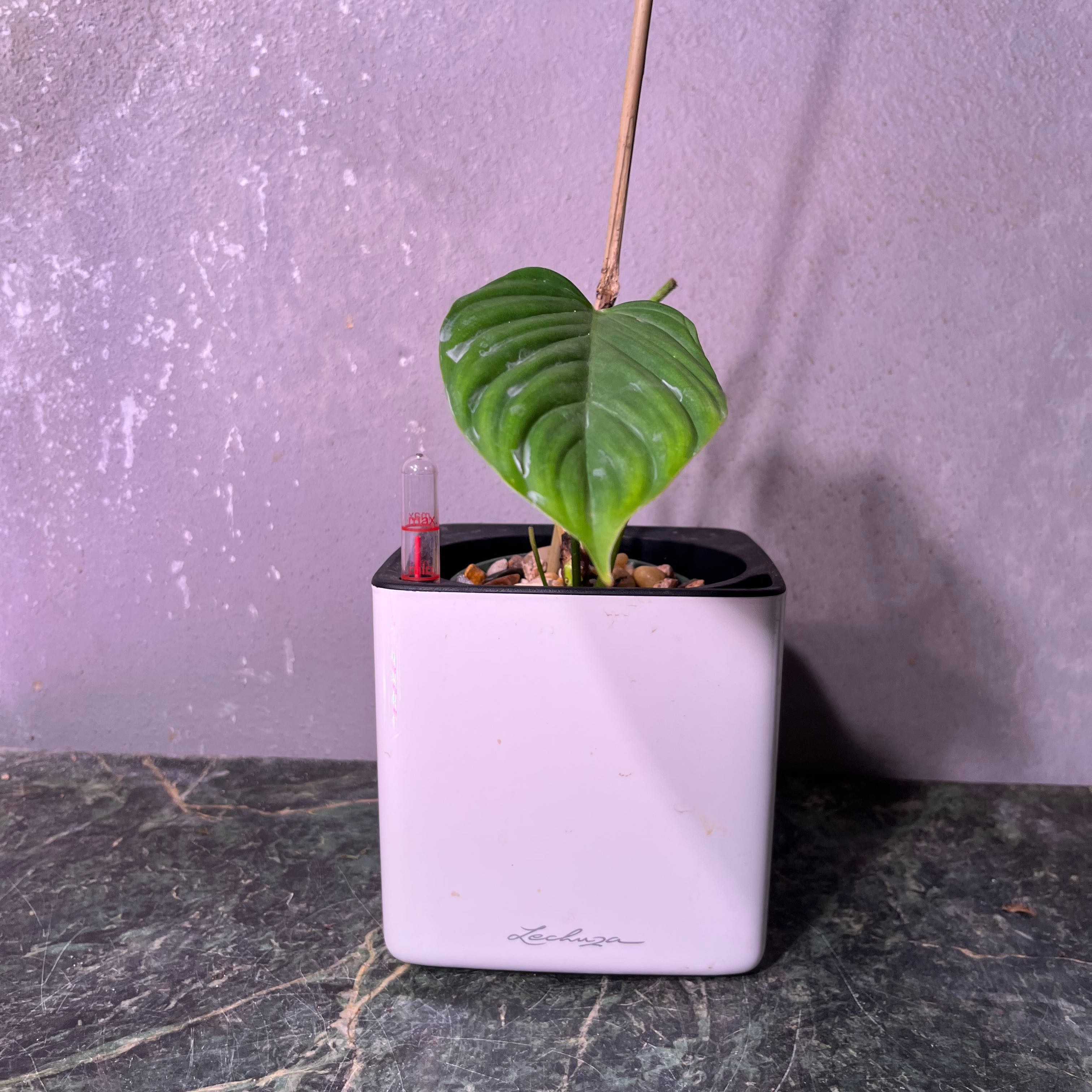 Philodendron nangaritense plant in a white pot with healthy green leaves.