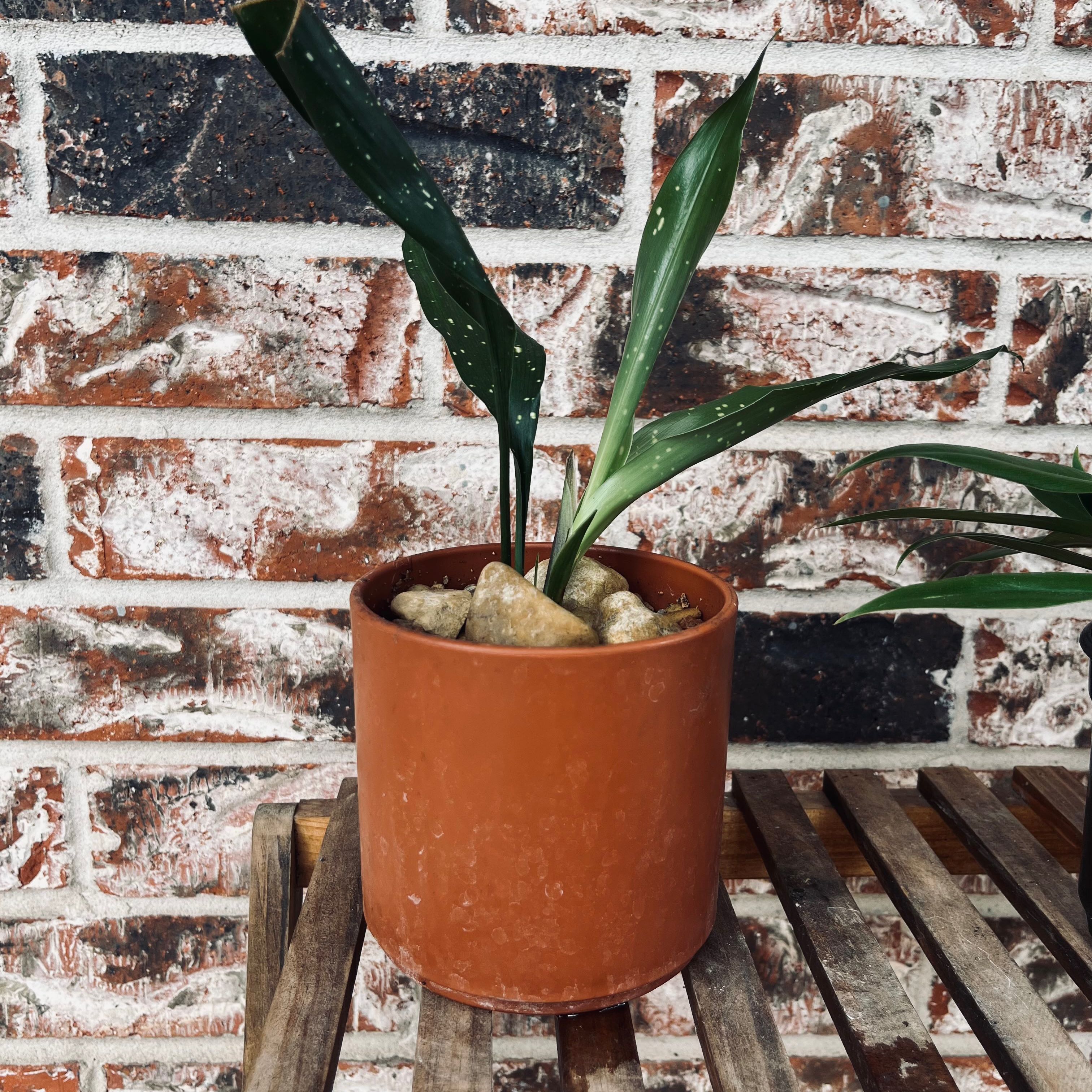 Potted Cast Iron Milky Way plant with speckled leaves on a wooden surface against a brick wall.