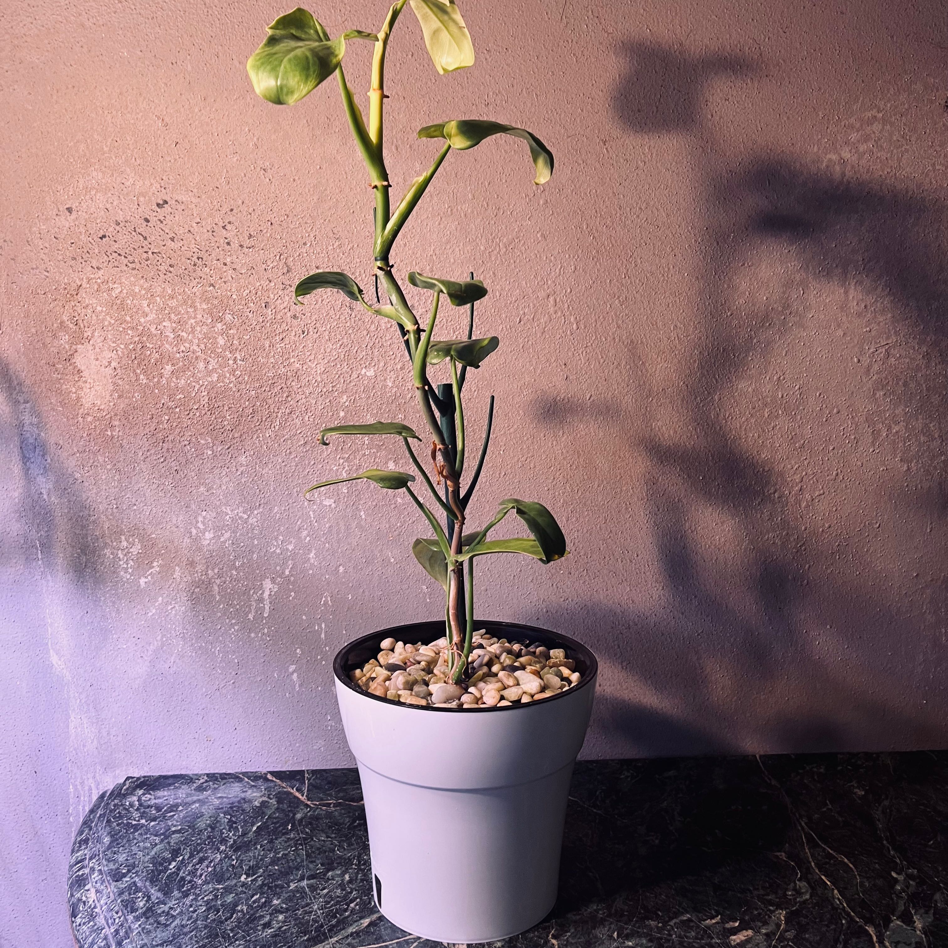 Philodendron Gold Violin plant in a pot with visible yellowing and browning leaves.