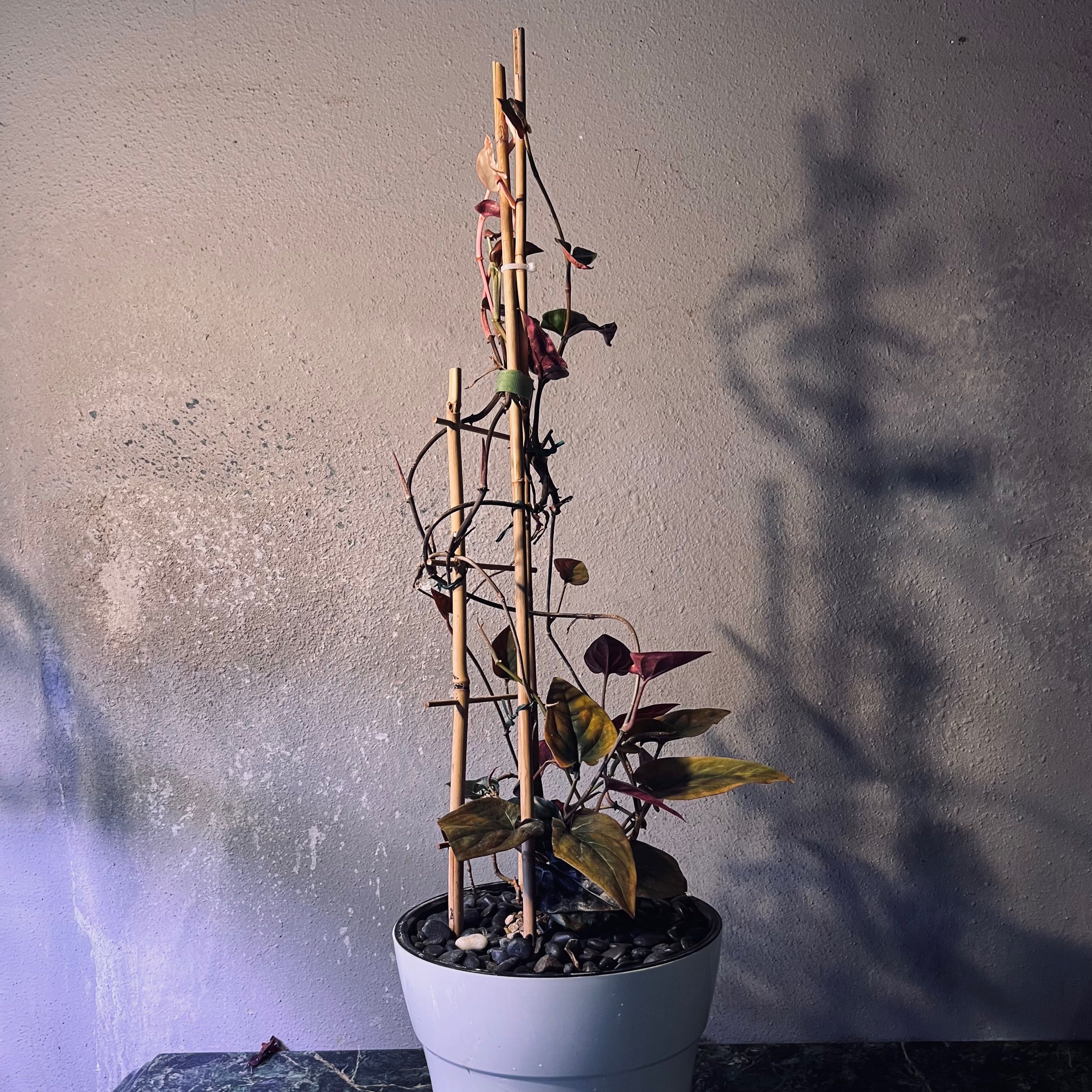 Photo of the plant species syngonium llano carti by @TexanExpat named Zeus on Greg, the plant care app