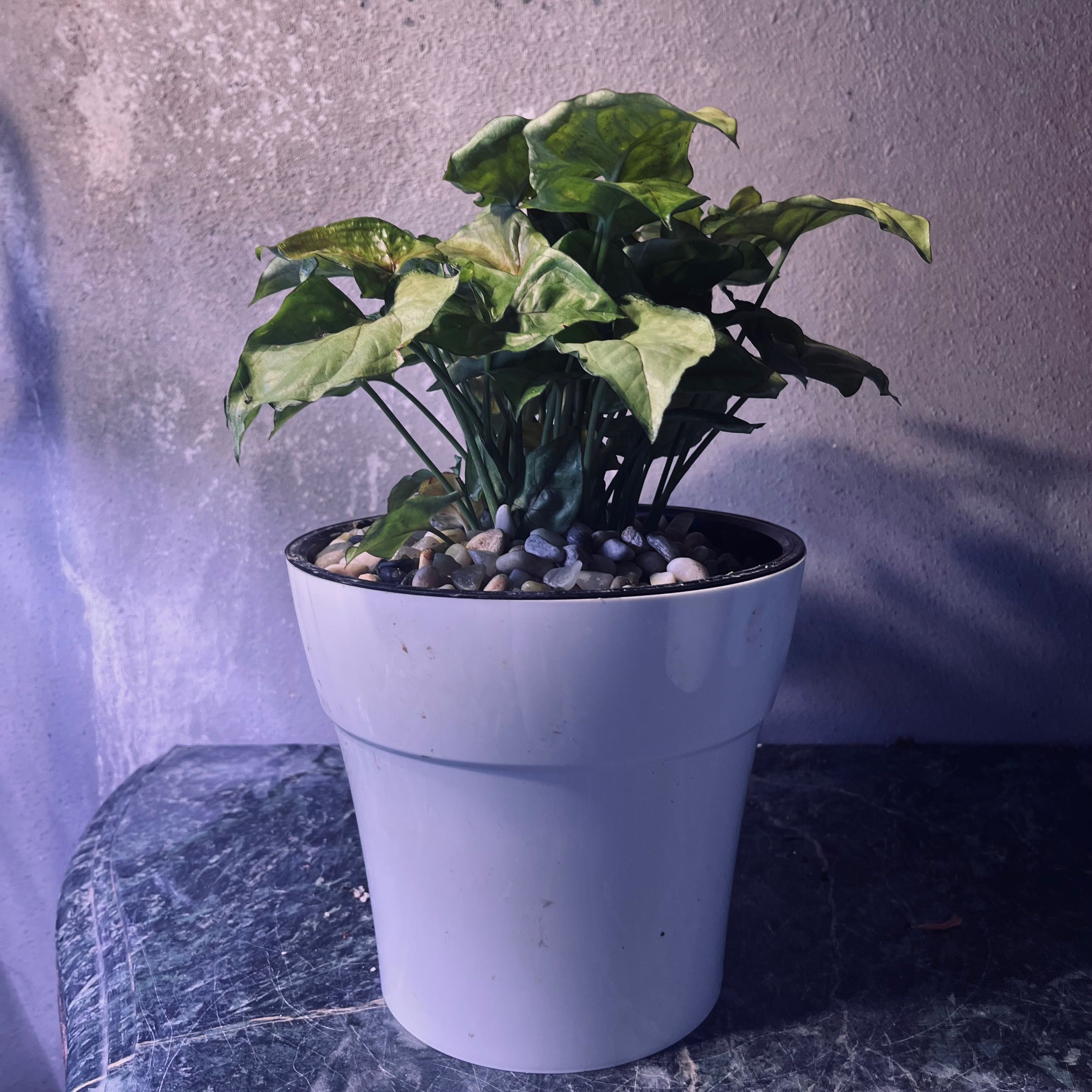 Photo of the plant species Bob Allusion Arrowhead Plant by @TexanExpat named Messi on Greg, the plant care app