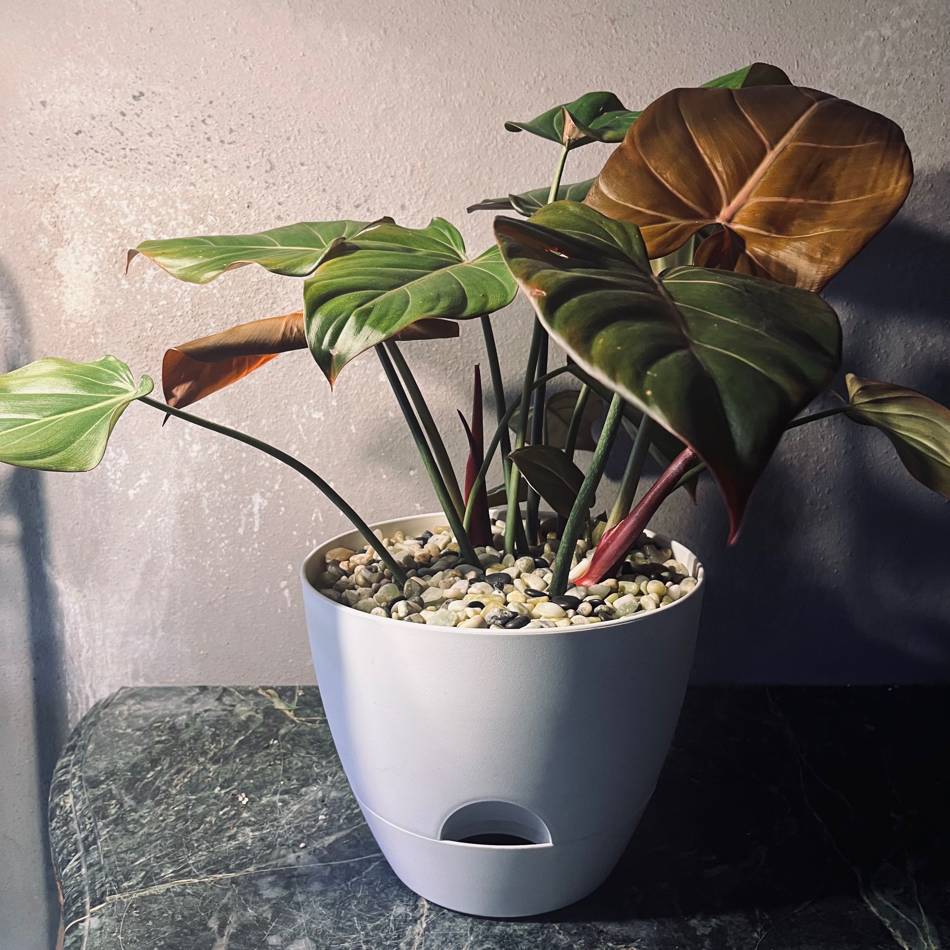 Philodendron 'Summer Glory' plant in a white pot with pebbles on the soil surface.