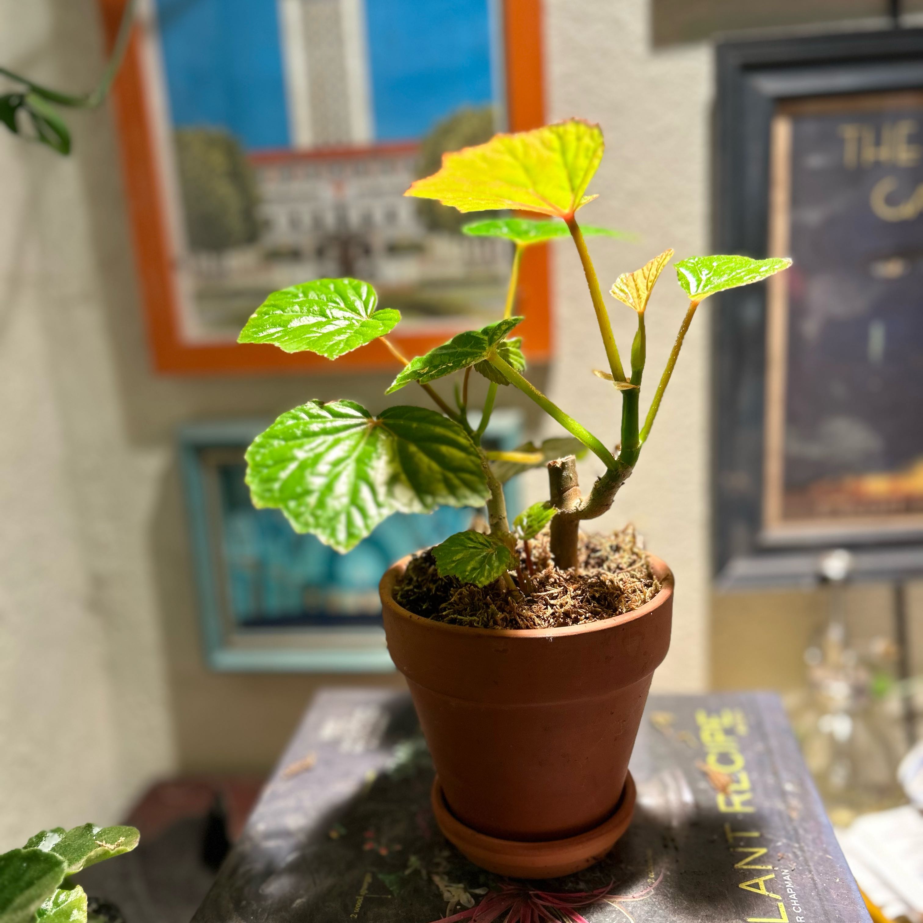 Photo of the plant species Begonia Valida by @TexanExpat named Surya on Greg, the plant care app