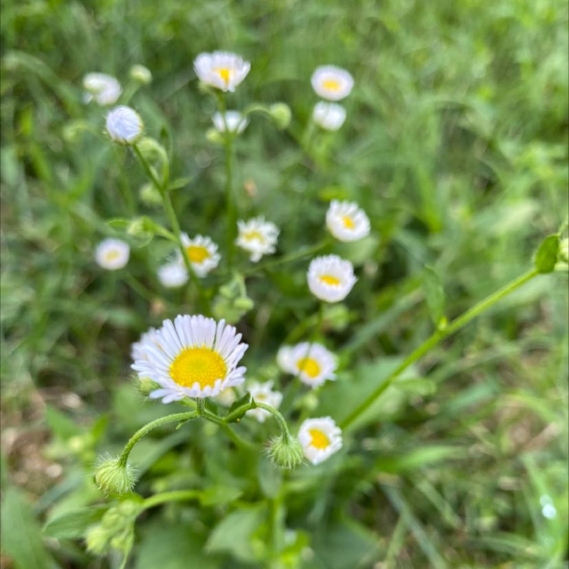 Annual Fleabane uploaded to the Greg plant app by @SelectDecodon
