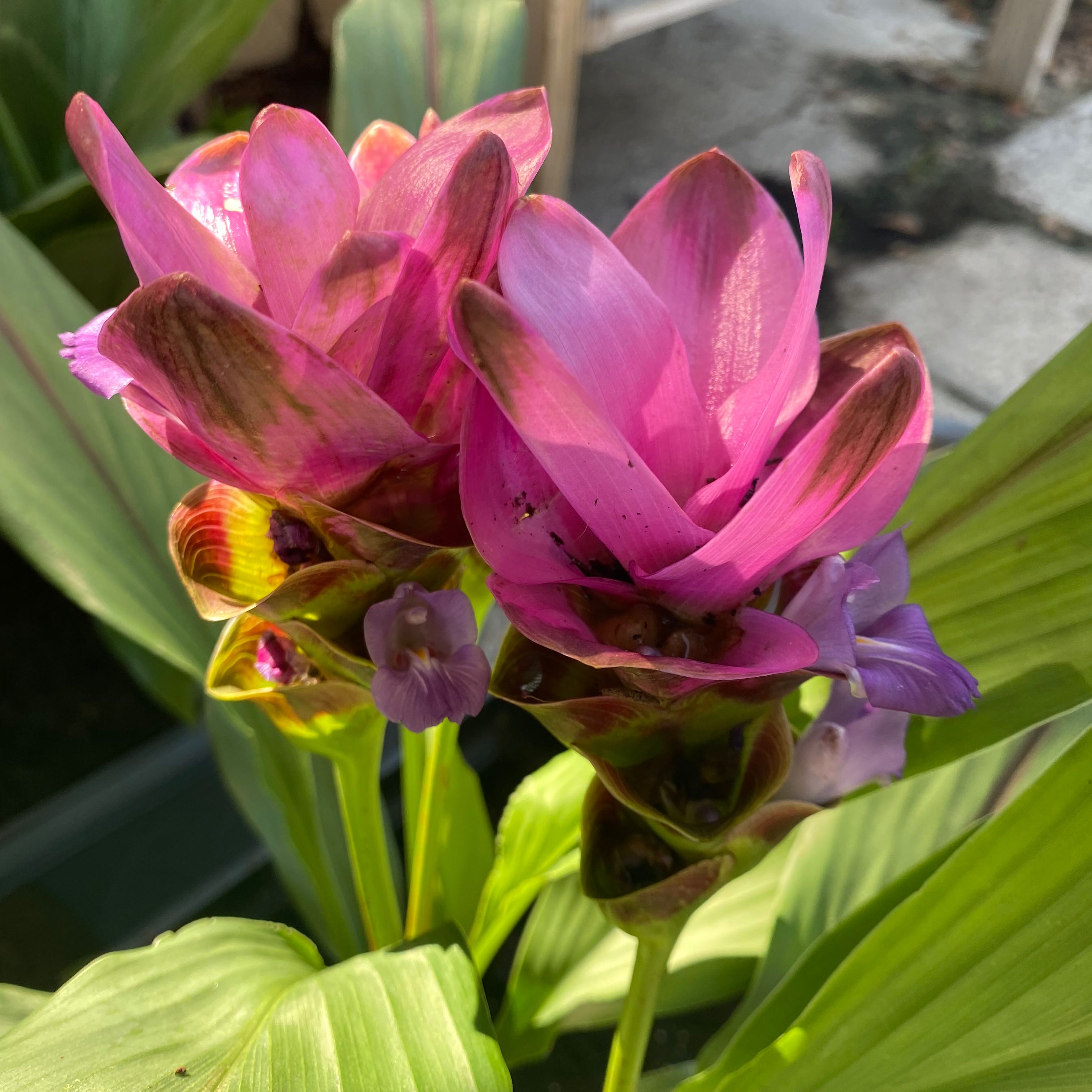 Siam tulip with vibrant pink flowers and green leaves, some browning on petals.