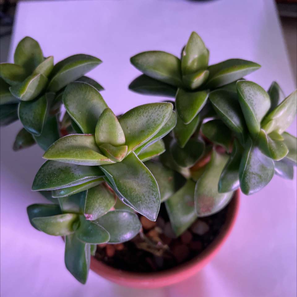 Crassula 'Springtime