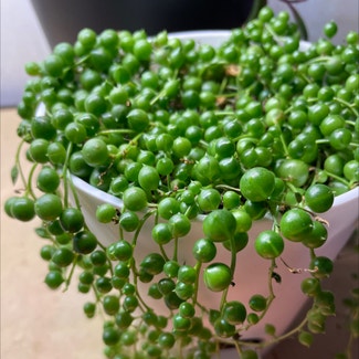 String of Pearls plant in Pittsburgh, Pennsylvania