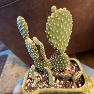 Bunny Ears Cactus plant in Pittsburgh, Pennsylvania