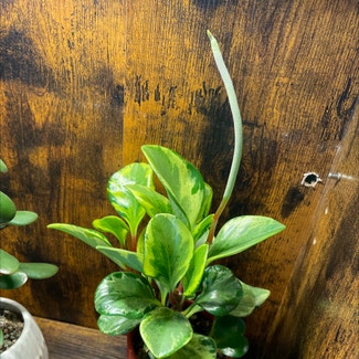 Golden Gate Peperomia plant in Pittsburgh, Pennsylvania