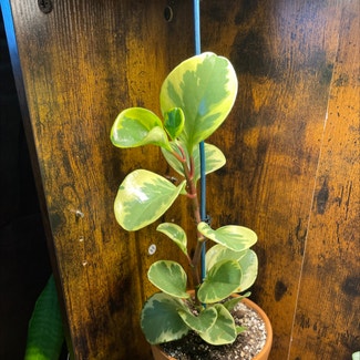Baby Rubber Plant plant in Pittsburgh, Pennsylvania