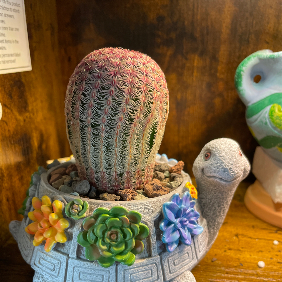Comb Hedgehog Cactus in a decorative turtle-shaped pot, healthy and well-framed.