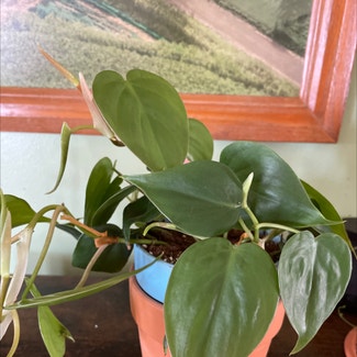 Heartleaf Philodendron plant in Pittsburgh, Pennsylvania