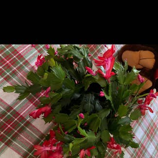 False Christmas Cactus plant in Pittsburgh, Pennsylvania