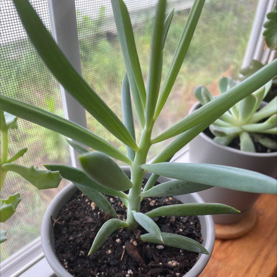 Potted Skyscraper Senecio plant on a windowsill, healthy with visible soil.