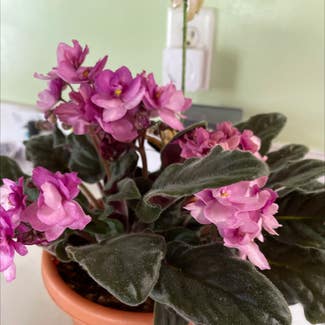 Kenyan Violet plant in Pittsburgh, Pennsylvania