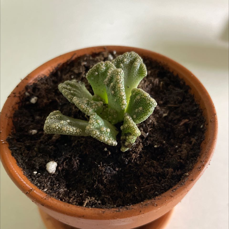 Concrete Leaf Living Stone plant in a terracotta pot with visible soil.