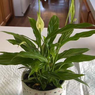 Peace Lily plant in Pittsburgh, Pennsylvania