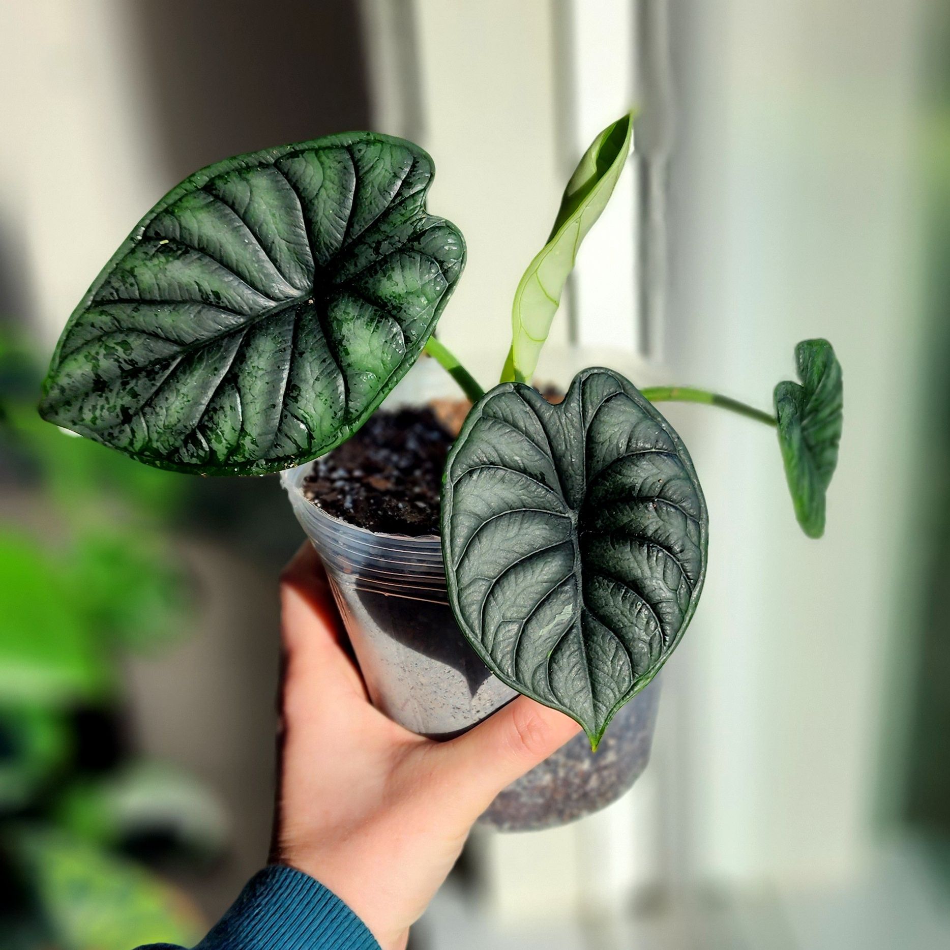 Photo of the plant species Alocasia 'Dragon Scale' by @idkstephs named Dragon on Greg, the plant care app