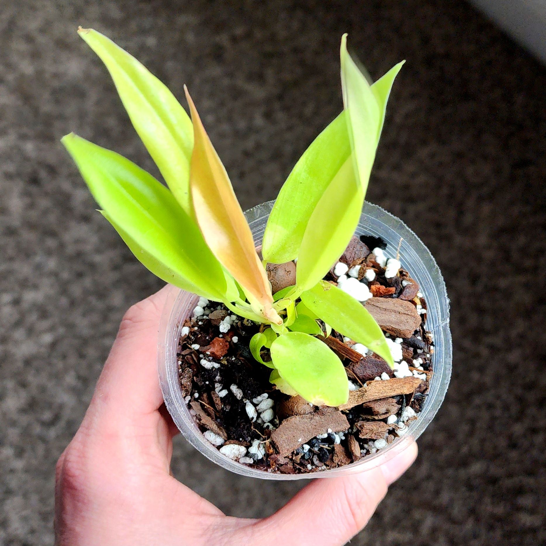 Photo of the plant species Golden Crocodile by @idkstephs named Jaws on Greg, the plant care app