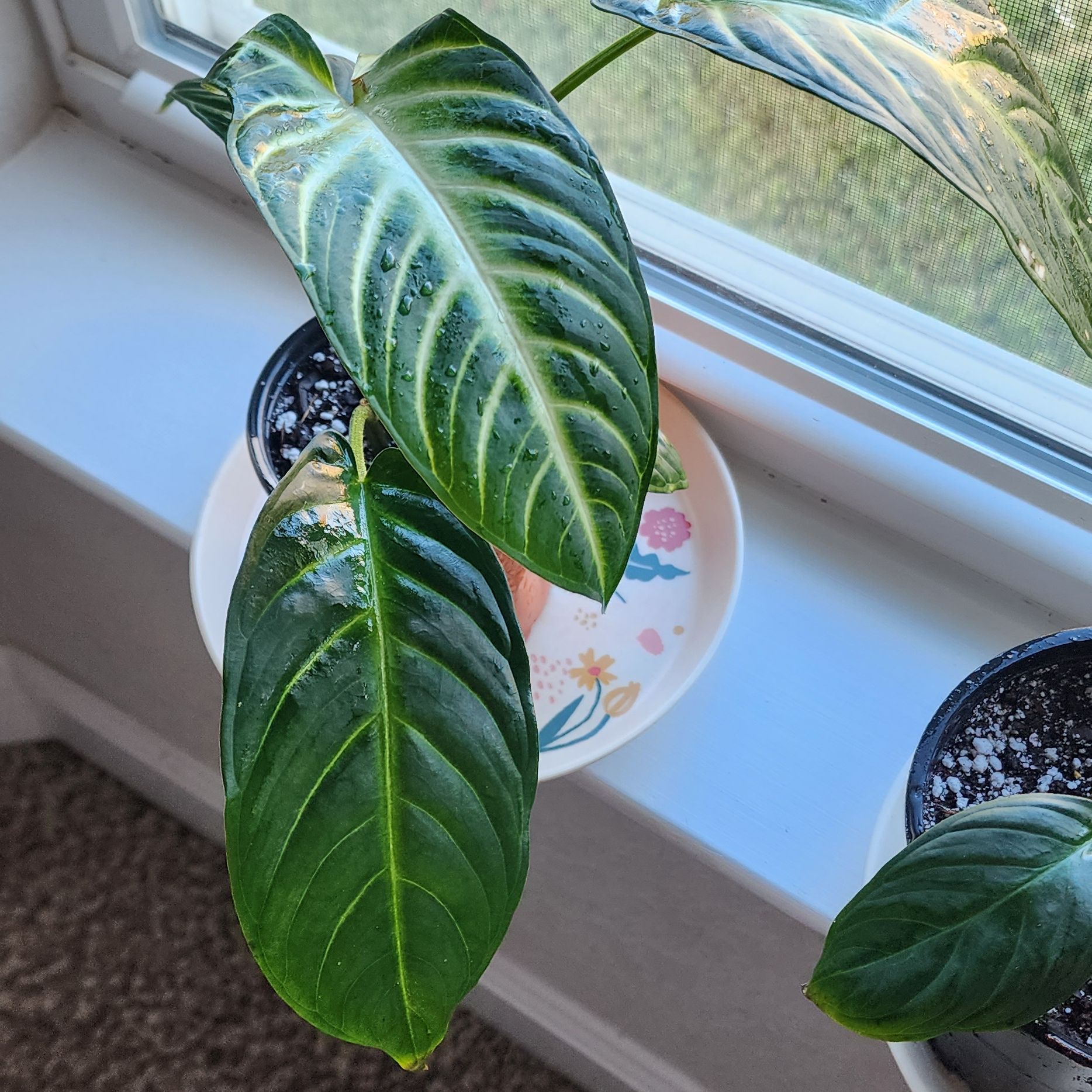 Xanthosoma Angel wings plant with healthy green leaves near a window.