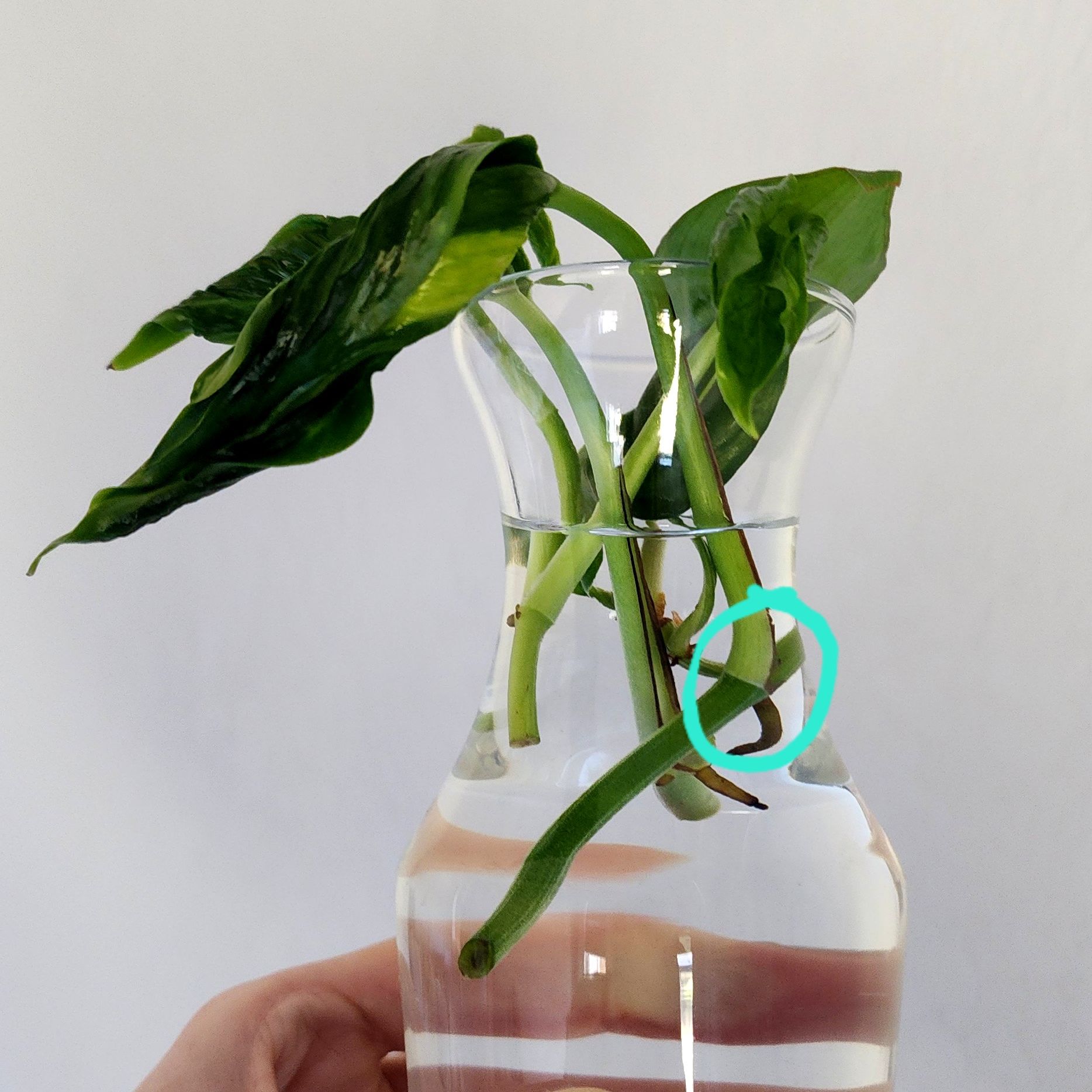 Pothos 'Shangri La' plant in a clear vase with water, held by a hand.