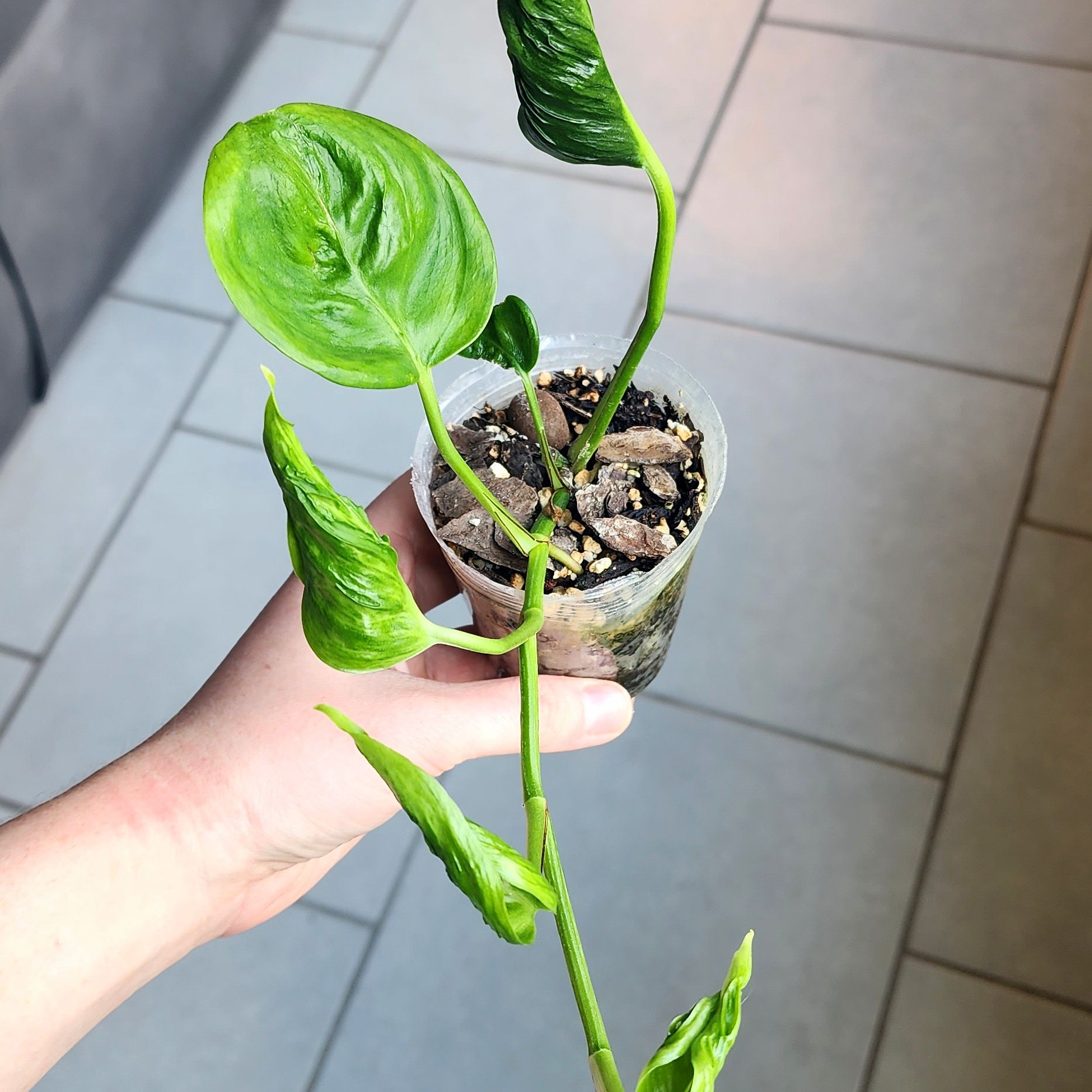Pothos 'Shangri La' plant with curling leaves in a small transparent pot, held by a hand.