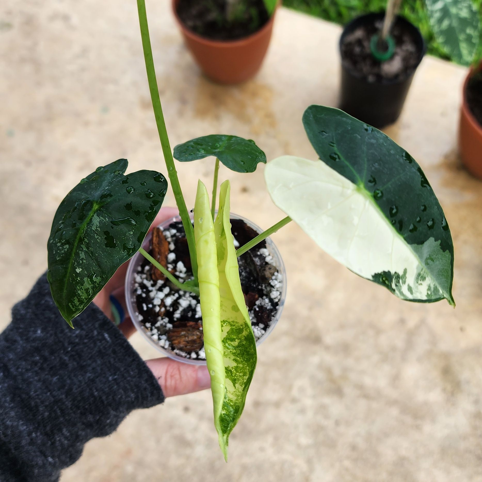 Variegated Alocasia frydek plant with variegated leaves in a small pot, held by a hand.