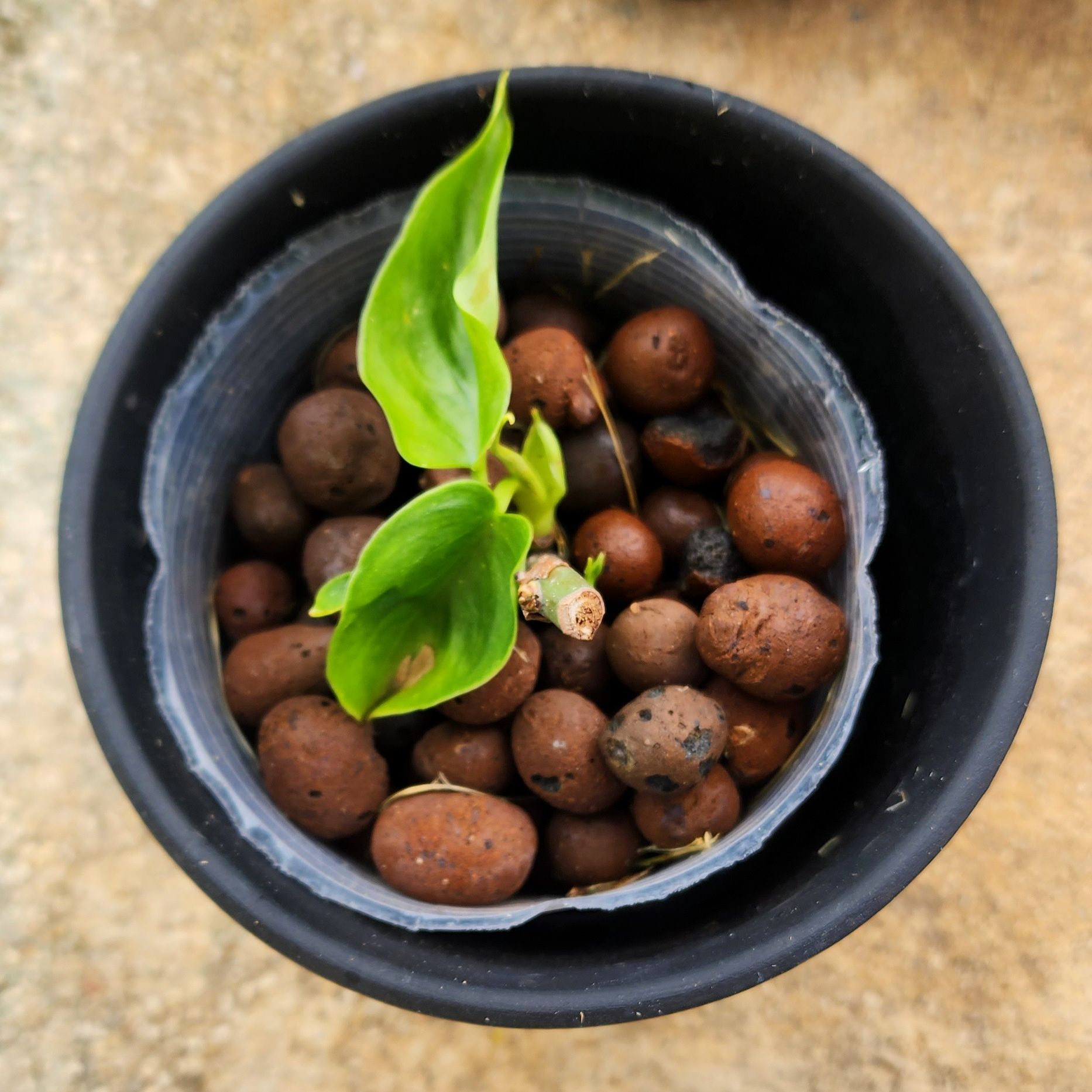 Young Philodendron plowmanii plant in a pot with clay pebbles, healthy green leaves.