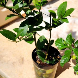 Persian Lime plant in San Antonio, Texas