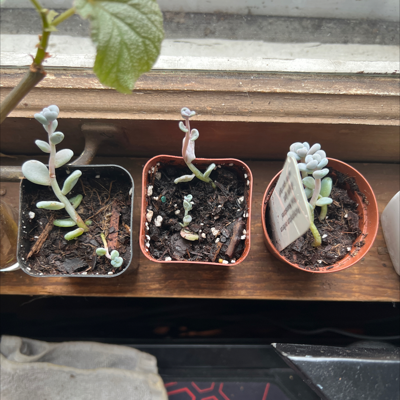 Three small potted Pink Moonstones succulents on a windowsill with visible soil.