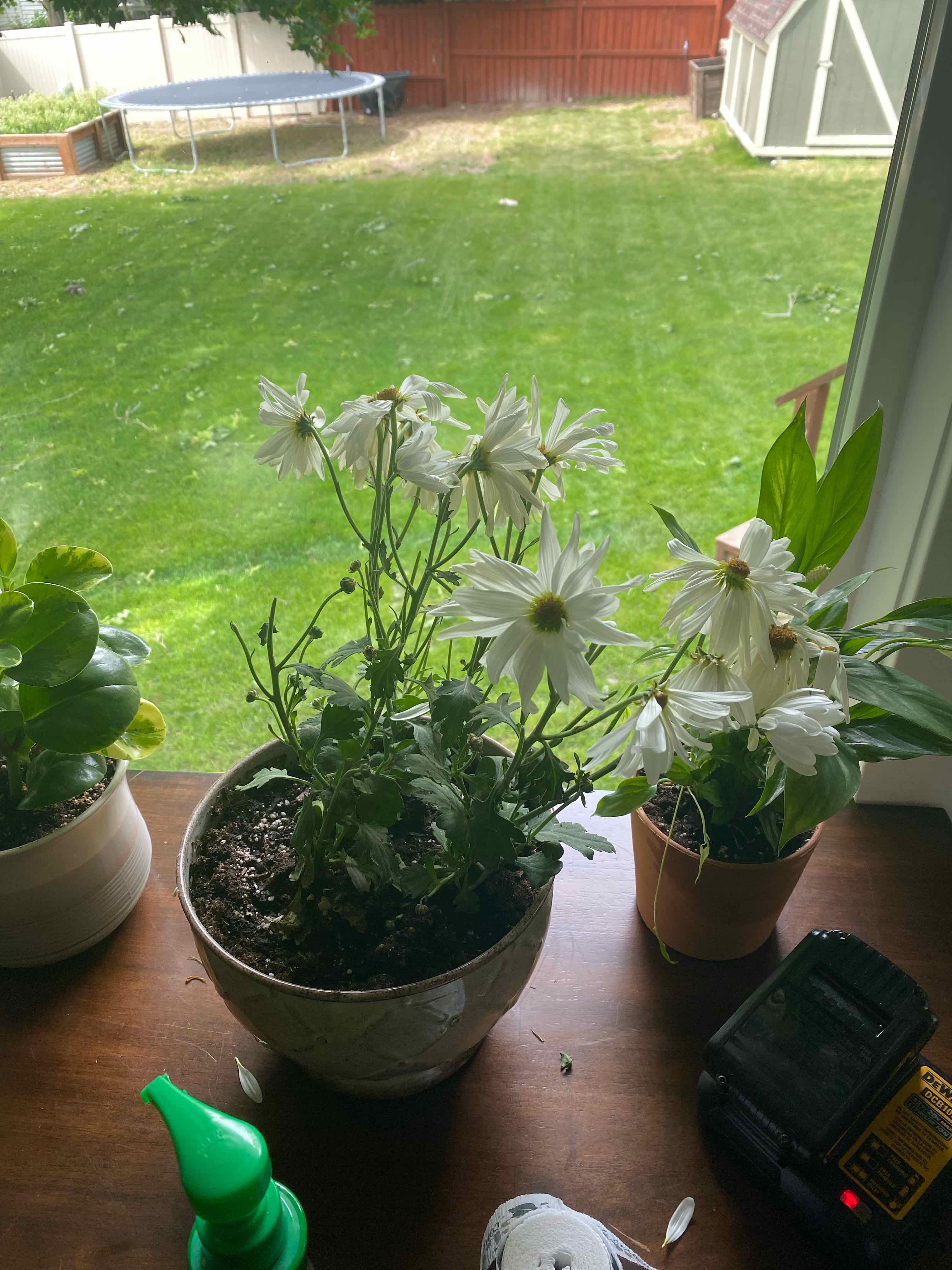 Potted Ox-Eye Daisy with white flowers on a table near a window, garden view in background.