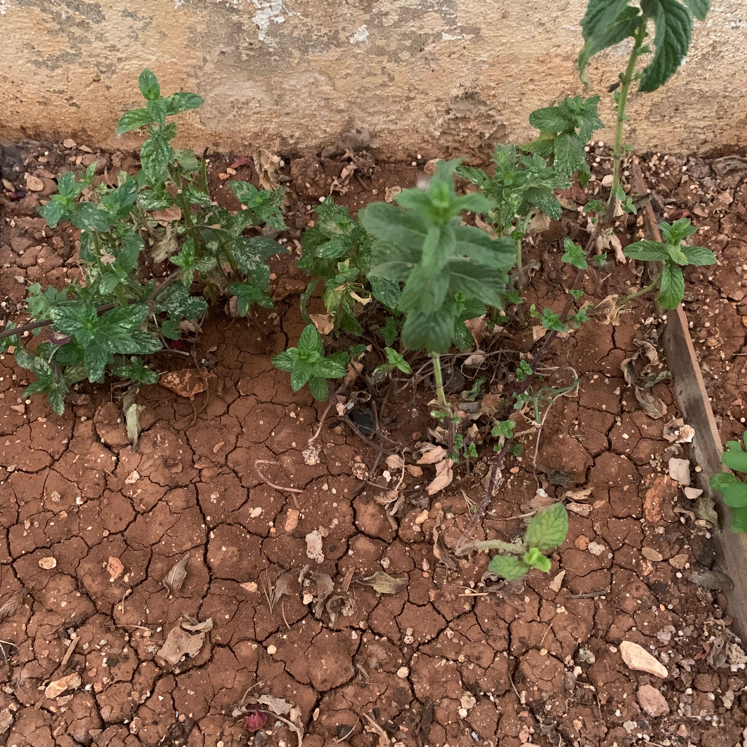 Horse Mint plant growing in dry, cracked soil with some dried leaves visible.