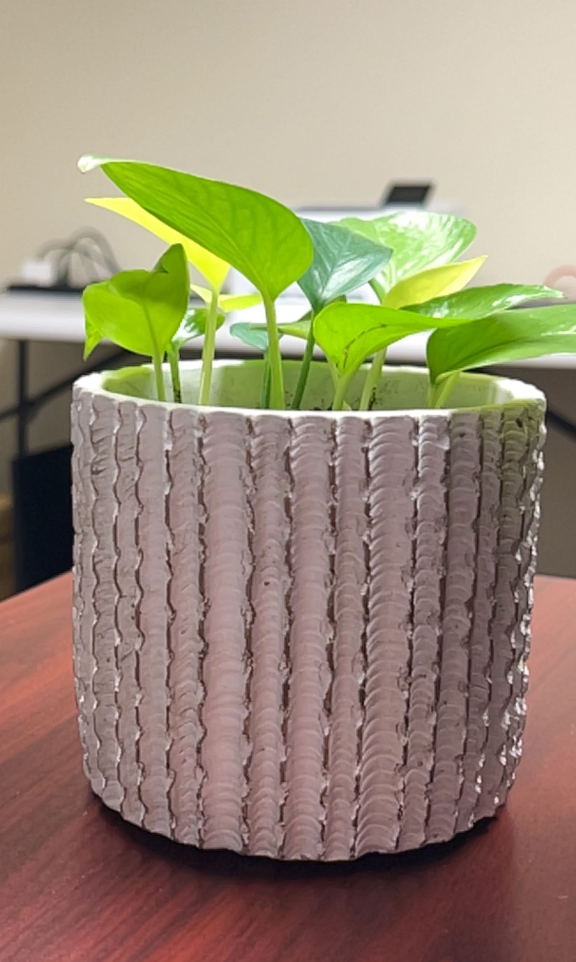 Potted Neon Pothos plant with vibrant green leaves in a textured pot on a wooden surface.