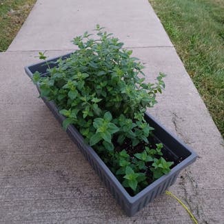 Peppermint plant in New Haven, Michigan